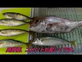 和歌山【雑賀崎漁港】鮮魚の直接販売所へ行ってきた！土日は、超絶激混み、行くなら平日がオススメ！！