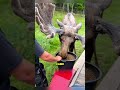 Rescued moose returns to thank man who saved his life #animals #shortsvideo #moose