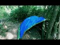 Blue tent in the green jungle. An asian in european jungles. Epoisode 29.