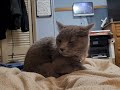 Bad Hair Day #cat #catlover #shortvideo #cats #blue #growler
