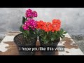 How to plant Kalanchoe plant from cuttings | Easy Method to grow/propagate Kalanchoe plant
