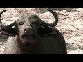 Predator's Playground - A Struggle for Life & Death | Free Documentary Nature