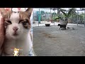 😅❤️ Funniest Cats and Dogs 😂😹 Best Funniest Animals Video 2024 #10