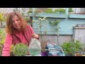 Planting Lavender and taking cuttings to grow more Lavender plants