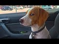 'Brave' dogs reaction when realize he's going to the Vet