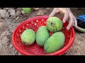 Unique​ Skill Growing Mango​ Tree Using Onions With Quick and Easy Techniques | Grafting Mango Tree