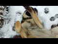 German Shepherd loves snow❄️