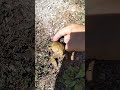 Giving a frog back scratches