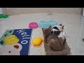 Funniest Animals 2024 😂 Best Funny Cats and Dogs 😻🐶 Part 04 | Cute Baby Animals