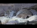 Philadelphia Zoo Canada Lynx Half Asleep