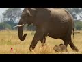 Mother Elephant attacks Crocodile very hard to save her baby, Wild Animals Attack