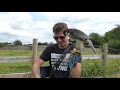 A Day In The Life Of A FALCONER | falconry training | flying a bird of prey | flying an owl