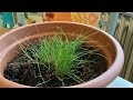 How chives grow