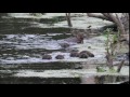 Merganser female with ducklings feeding