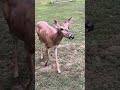 Rick feeding deer