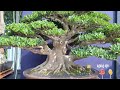 best in show dan best ten kontes bonsai piala presiden 2024