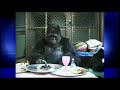 The life of Koko, the Bay Area's beloved gorilla