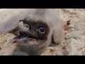 Rearing 'Attenborough' — The first days of a captive-bred Bearded Vulture chick