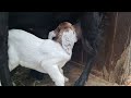 cute Goat 🐐 Calves compilation 2081