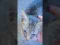 Lost Kitten in the Garage #kitten #straycat #kittycat #animalvideos