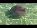 Huge jellyfish at Pensacola beach