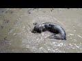 Flatcoated Retriever loves muddy puddles