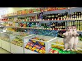 Full Video - Cat Memes: Road Trip to Sea