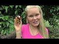 How to eat and open Mangosteen