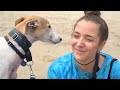 Taking Our Greyhound To The Beach For The First Time