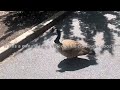 @Unkn0wn-bb4qc, and I follow a goose and give it various names for a whole minute