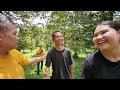 Review kebun di thailand ,Kebun durian chantaburi ada pohon chane umur 40 tahun