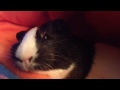 Owen, the guinea pig, falling asleep