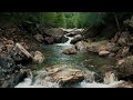 Forest 4K - Calming Nature Film with Relaxing Music for Peaceful Relaxation