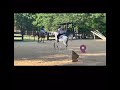 Crow hopping cracker #fypシ #equestrian #viral #equestrianrider #horse