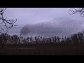 Starling Murmurations -  (DBLM Wildlife)