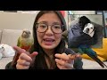 MEET MY BIRDS! | How I Ended Up Owning Birds