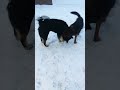 Dogs meet snow