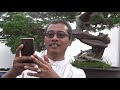 BONSAI TERMAHAL DI INDONESIA 5 MILYAR