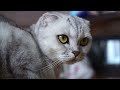 Scottish fold cat #animals