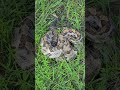 Timber Rattlesnake shows he means business while being relocated.