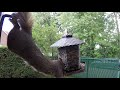 Greedy Squirrel raiding my Cardinal's feeder.