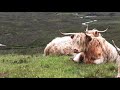 Cute Cows Compilation || 3 Minutes Of Relaxing Music ft. Cute Cows For Stress Relief And Happy Mood