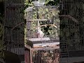 wild finches visit my birdcage