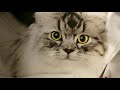 Cat for you Every one in de world 🌐 Saijai Cheunarom video explain eigen 📱 06-39370214 //Nederland