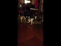 Puppy tug of war