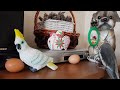 koko the cockatiel: Happy Easter Everyone! 😊🙏