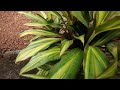 Cordyline Kiwi, Kiwi Ti Plant, Cordyline fruticosa kiwi , Кордилин Киви, #gardening , #plants