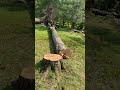 Tree Removal Harveys lake Pa   august 14 2024