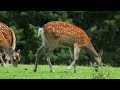 Breathtaking Beauty: The Graceful World of Deer! #deer #wildlife #animals #cute #trending #funny