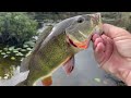 Fishing for Anything on Everglades Roadside